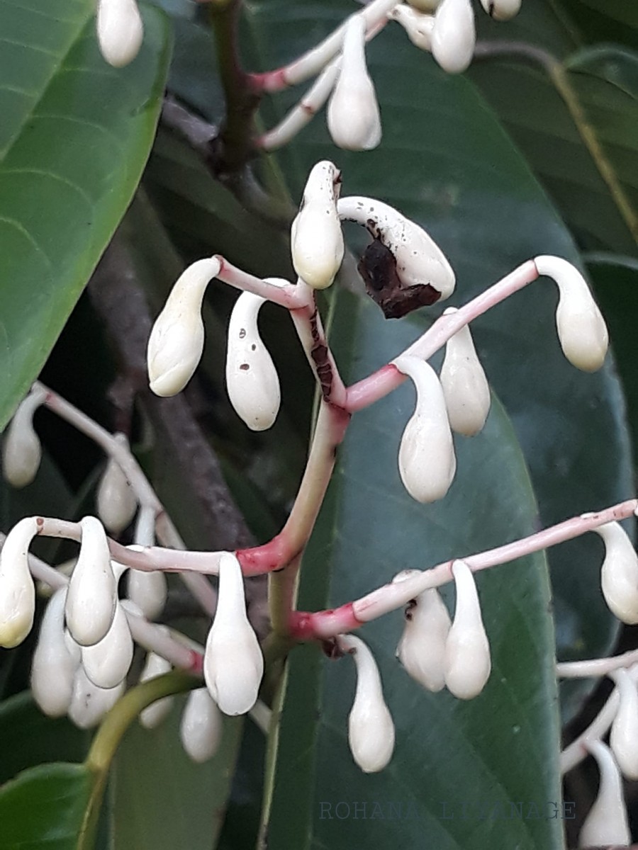 Doona macrophylla Thwaites